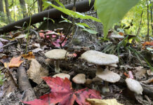 Beware of pollution when foraging agaricus bisporus