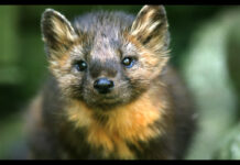 Pennsylvania farmers concerned about plan to reintroduce marten