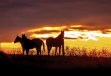 Put out to pasture horses silhouettes at sunset