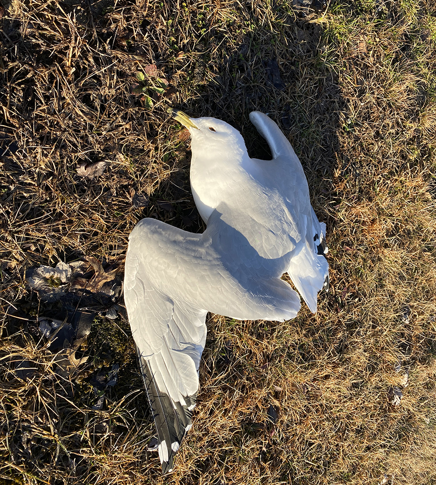 dead gull