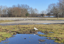 How to report sick, injured, orphaned or dead wildlife gulls