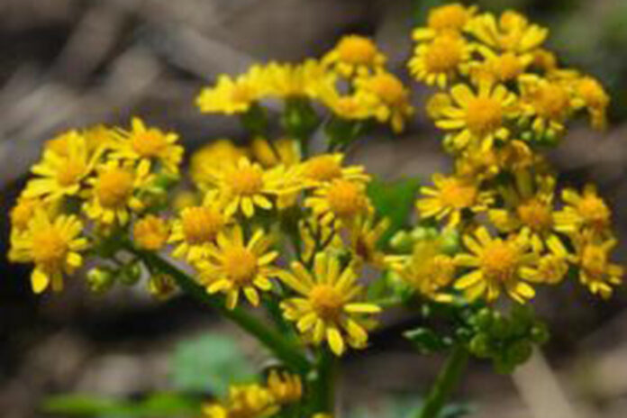 Cressleaf groundsel