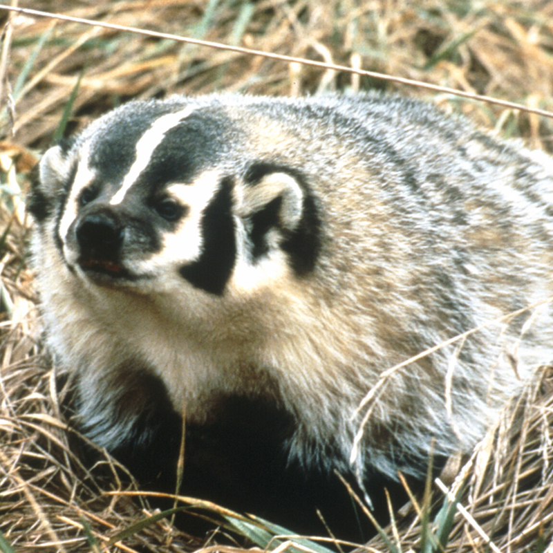 Badgers and coyotes sometimes hunt together Farm and Dairy