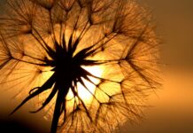 The need for move on dandelion at sunset