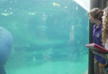 Former Columbus Zoo CFO pleads guilty in fraud case Two students look at a manatee in a large aquarium at the Columbus zoo