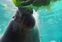 Former Columbus Zoo executives indicted for theft of more than $2 million a manatee in close up is eating a head of lettuce