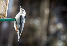 white-breasted nuthatch