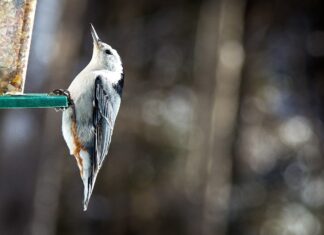 How to build a bird-friendly backyard habitat in Ohio this spring white-breasted nuthatch