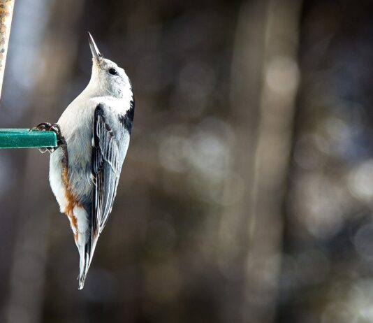 How to build a bird-friendly backyard habitat in Ohio this spring white-breasted nuthatch