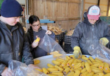 three ruff children sort through dried corn cobs