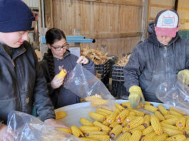 FFA project turned business: It’s for the squirrels three ruff children sort through dried corn cobs