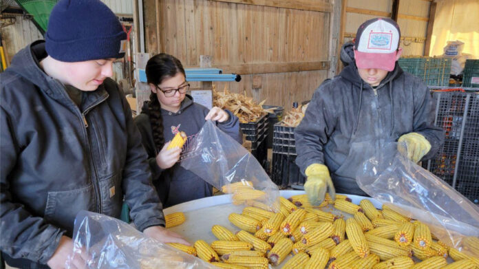 three ruff children sort through dried corn cobs