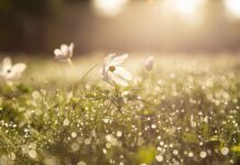 After a long winter, spring has sprung spring dew