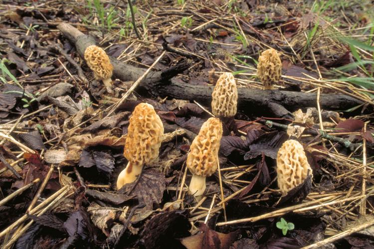 common morel