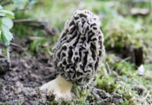 How to tell morel mushrooms and false morels apart morel mushroom