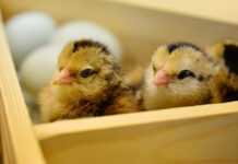 Catching chickens is an art chicks