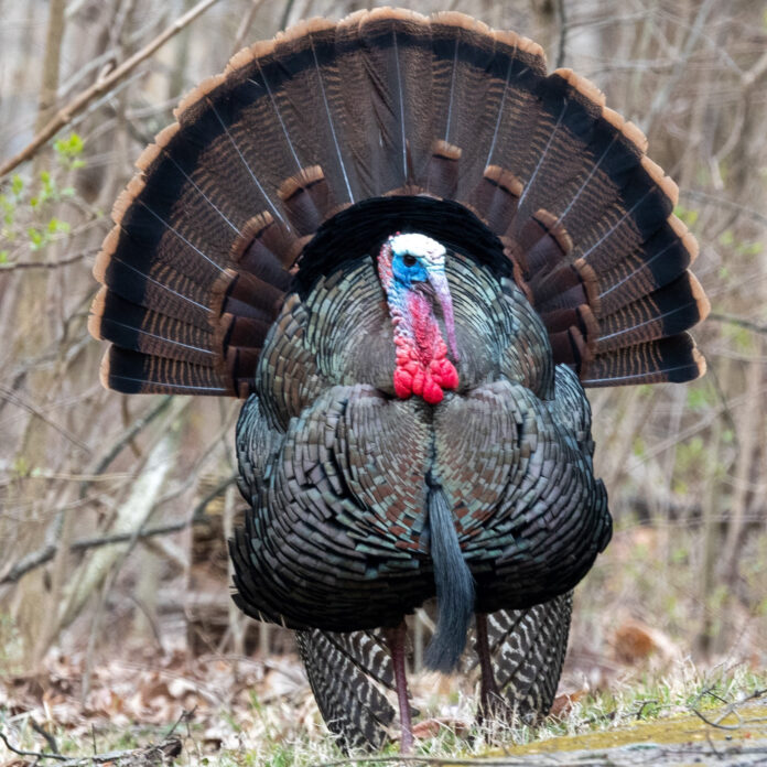 male turkey