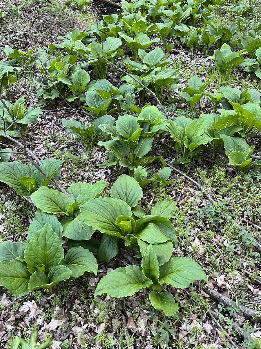 skunk cabbage