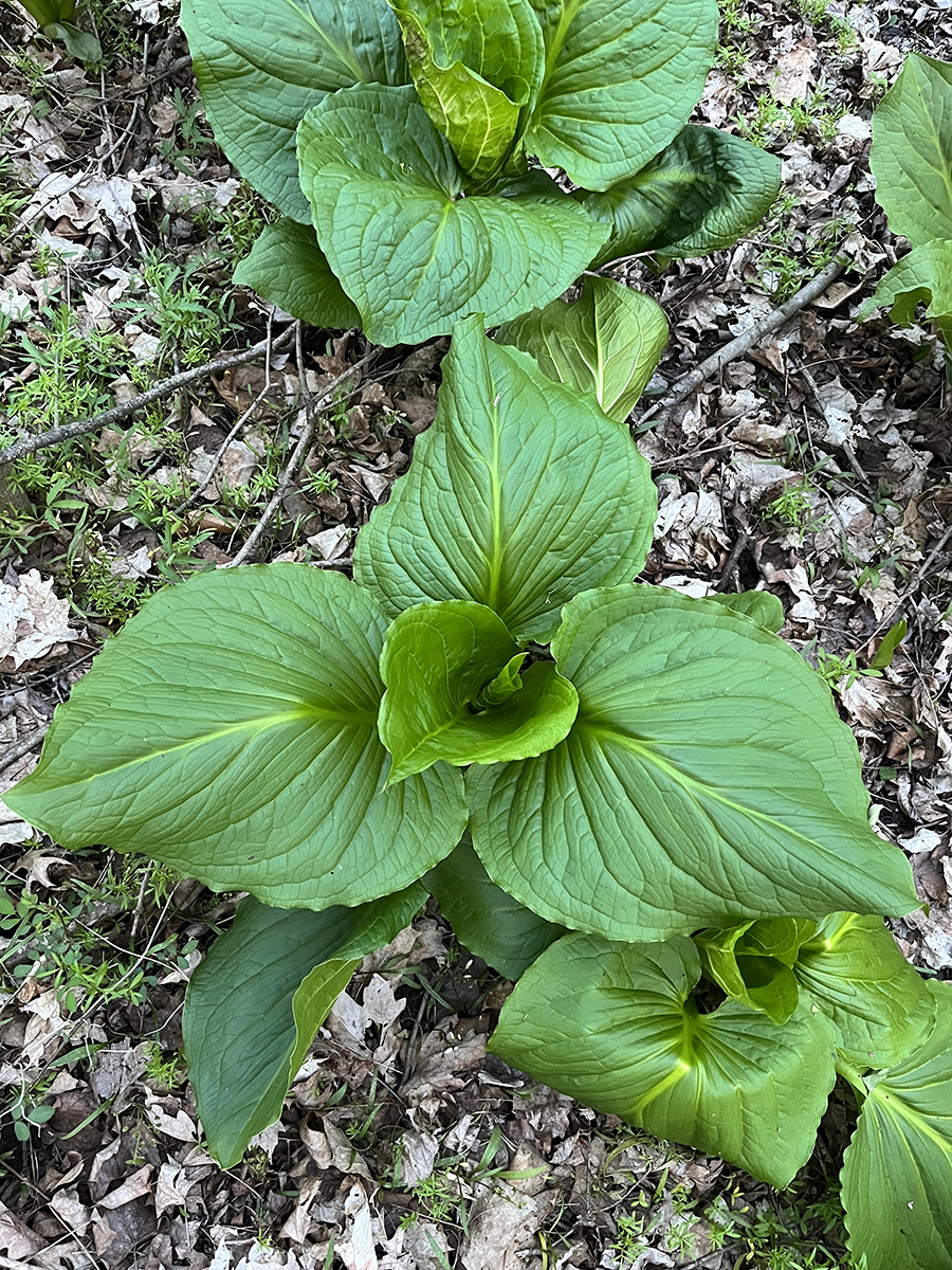 skunk cabbage