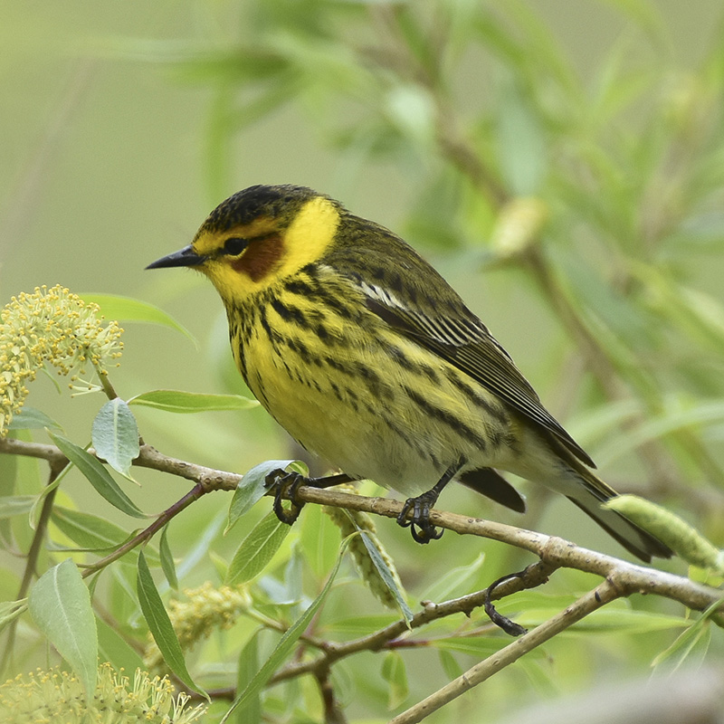 Cape May warbler