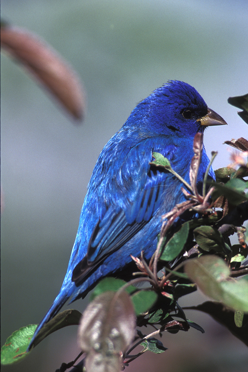 indigo bunting