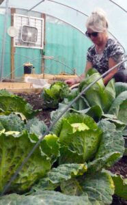 Susan Quinn tends to the cabbage that has been placed in the greenhouse for the winter on April 21.