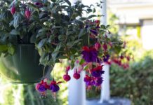 Remembering the women who shape our lives hanging basket