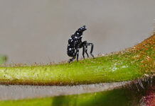 Hatch of spotted lanternfly observed in Cincinnati spotted lanternfly as an early instar nymph