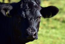 flies on a cow