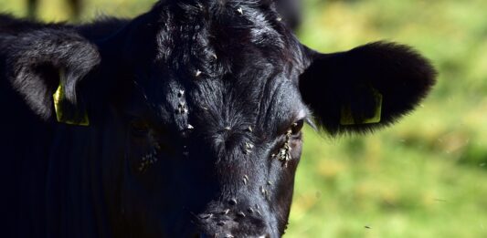 Beat the buzz: Season-long fly control starts now flies on a cow