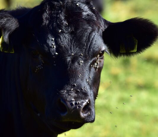 flies on a cow