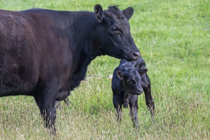 cow and calf