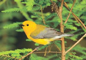 yellow warbler bird in pine tree 