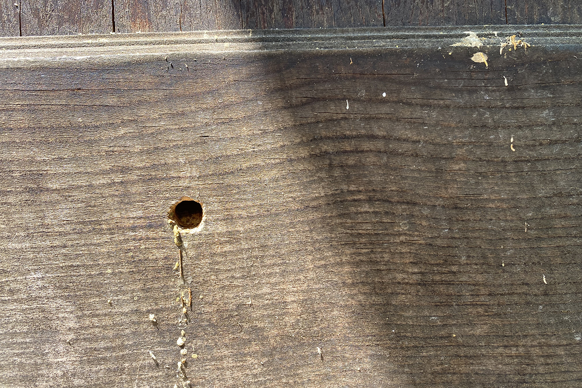 carpenter bee hole