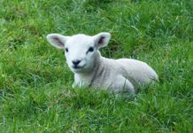 One-day workshop to teach sheep nutrition lamb in pasture