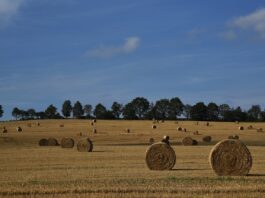 hay field