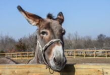Lop eared Jasper donkey