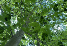 How to identify beech leaf disease Beech leaf disease bands