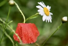 Consider bioswales for stormwater management rainy flowers