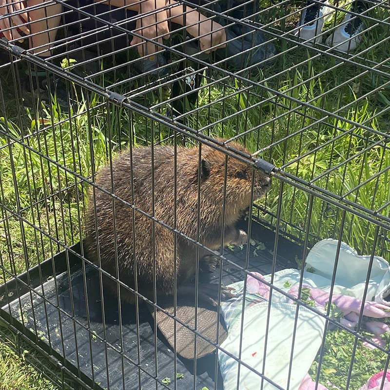 The Beaver's Keystone Activities – Mousam Way Land Trust