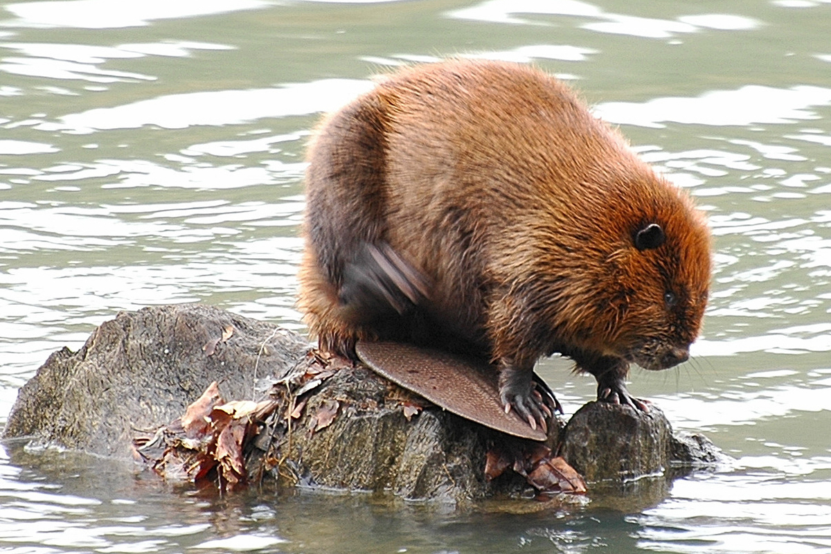 Beavers Are Keystone Species in USA