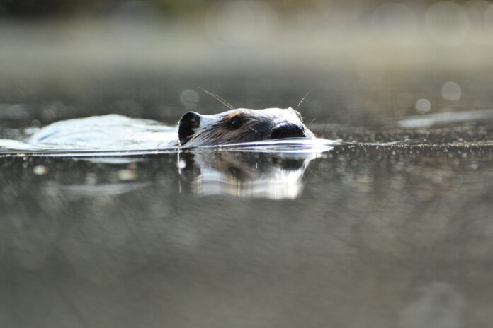 Beaver