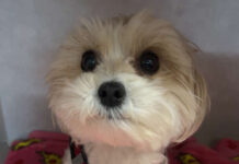 Little dog syndrome Koda