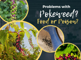 Just how poisonous is pokeweed? Pokeweed graphic
