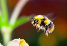 Researchers work to protect Ohio’s pollinators bumble bee