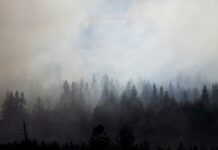 Where there’s smoke… smokey trees