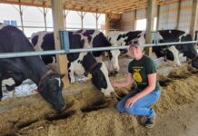 Emily Mullen ushers family dairy farm into future by bottling milk Emily Mullen, wearing a green shirt and blue jeans, kneels next to her dairy cows in a free stall barn for a photo.