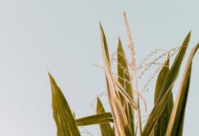 Scouting for corn silage and foliar disease green corn plant under white sky during daytime