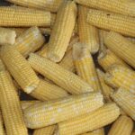 Canned, frozen corn industry struggling sweet corn