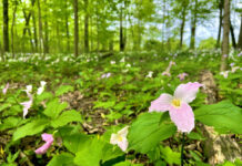 Wayne County farmland saved by Western Reserve Land Conservancy trillium